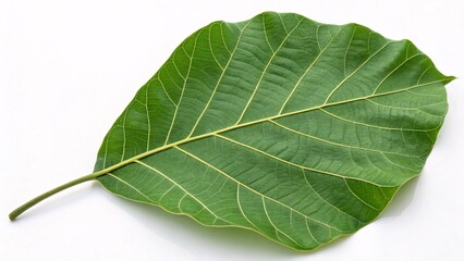 Obraz premium Teak leaf, large and rough green on white background