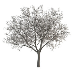 Fototapeta premium Beautiful deciduous tree, Clipart Style, isolated on transparent background