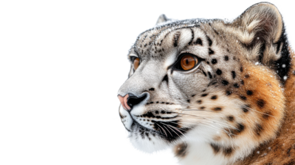 close up portrait of a leopard on white background 