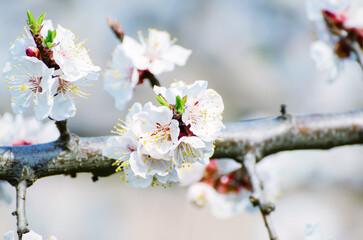 Apricot tree blossoms