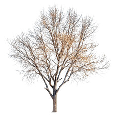 Beautiful deciduous tree, Clipart Style, isolated on transparent background