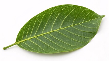 Walnut leaf, oval and vibrant green on white background