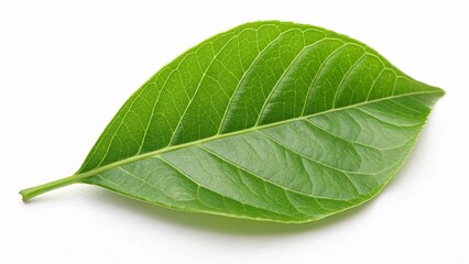 Obraz premium Bael leaf, trifoliate and bright green on white background