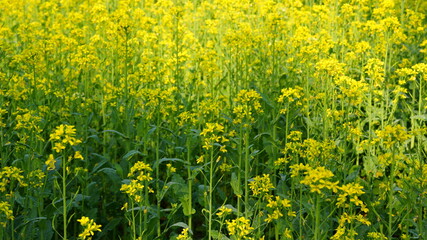 Obraz premium field of dandelions