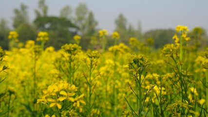 yellow field