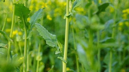green wheat field