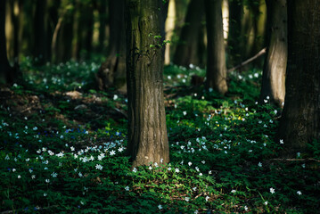 Flowering green forest with white flowers, spring nature background