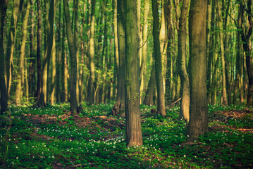 Naklejka premium Flowering green forest with white flowers, spring nature background