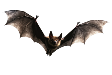 A Majestic Bat Soaring in a Blank Canvas Sky. White or PNG Transparent Background.