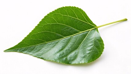 Obraz premium Poplar leaf, triangular and glossy green on white background