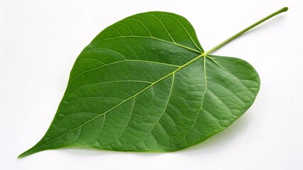 Obraz premium Redbud leaf, heart-shaped and deep green on white background