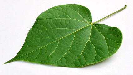 Obraz premium Redbud leaf, heart-shaped and deep green on white background