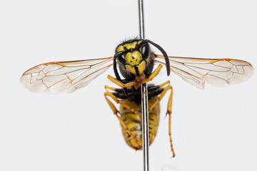 Pinned insect sample (Vespula germanica) also known as german wasp. 
