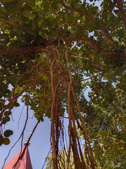 Fototapeta premium banyan tree roots hanging from branch.