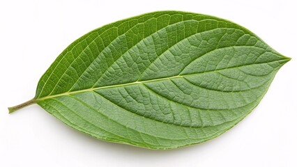 Obraz premium Dogwood leaf, oval and vibrant green on white background