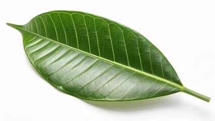 Obraz premium Rubber tree leaf, broad and glossy green on white background
