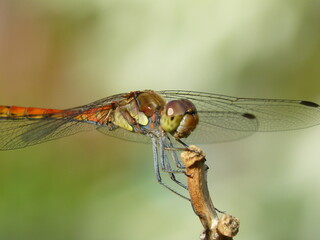 Libelle
