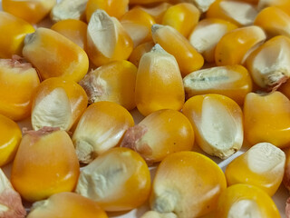 close up Corn texture. Yellow corns as background.
