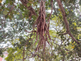 Hanging below Banyan tree roots. Reddish roots trap, close ground root, Ficus tree roots,source of exchange gases. Ground root supports standing straight banyan tree.