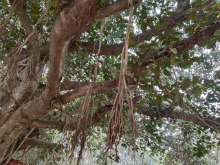 Hanging below Banyan tree roots. Reddish roots trap, close ground root, Ficus tree roots,source of exchange gases. Ground root supports standing straight banyan tree.