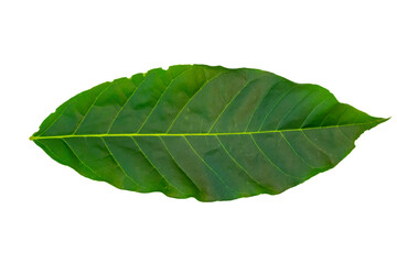 Obraz premium Green leaf isolated on transparent background png