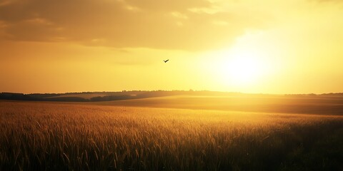 Fototapeta premium Golden sunset over a vast wheat field with a single bird in flight.