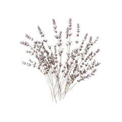 A delicate arrangement of dried lavender stems with subtle purpl