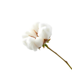 Fototapeta premium white flower isolated on transparent background