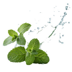 fresh leaves  on transparent background