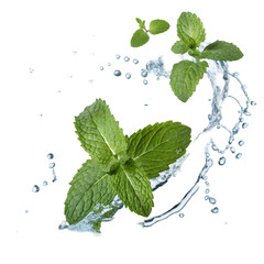 fresh leaves  on transparent background