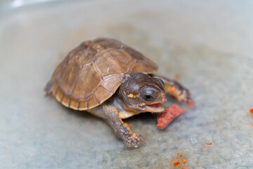 餌を食べるミツユビハコガメのベビー
