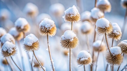 Obraz premium Delicate Brown Flower Heads Covered in a Soft Layer of Freshly Fallen Snow, Creating a Beautiful Winter Wonderland Scene