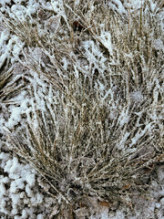 Frosted Grass and Leaves in a Cold Winter Landscape