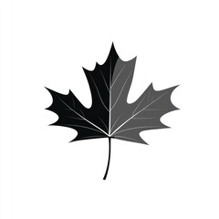 A grayscale illustration of a single maple leaf