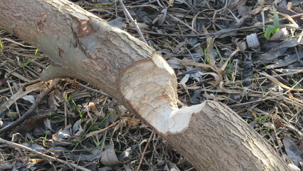 Tree gnawed by a beaver. beaver in the wild