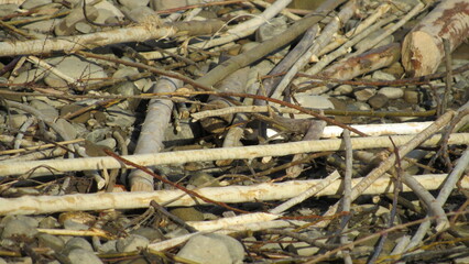 Tree branches gnawed by a beaver. beaver in the wild
