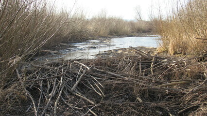 beaver in the wild. Beaver dam. large beaver dam made of branches on the river