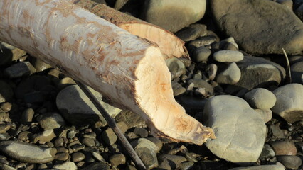 Tree branch gnawed by a beaver. beaver in the wild