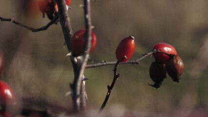 Red rose hips on a branch. Dog-rose berries