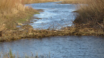 Large Beaver Dam made of branches on the river. Beaver Dam. beaver in the wild