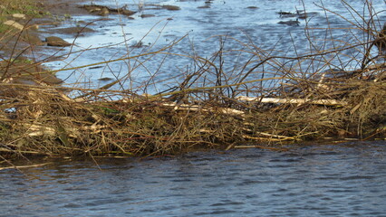 Beaver dam. beaver in the wild. large beaver dam made of branches on the river