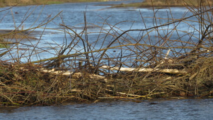 Beaver dam. beaver in the wild. large beaver dam made of branches on the river © eliyashevskiy