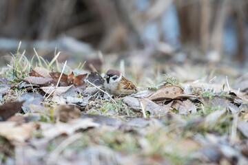 낙엽 사이로 숨은 참새