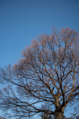 겨울 나무는 쓸쓸하다