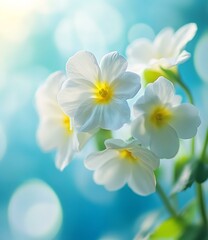 Naklejka premium Spring forest white flowers primroses on a beautiful blue background. Macro. Blurred gentle sky-blue background. Floral background desktop wallpaper a postcard.