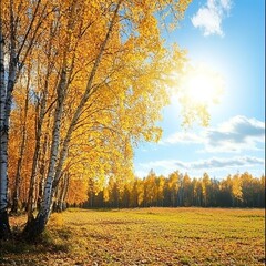 Fototapeta premium Beautiful autumn landscape with yellow trees and sun