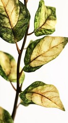 Fototapeta premium Stunning Close-up of a Plant Branch with Vibrant Leaves: A Detailed Botanical Masterpiece