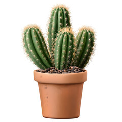 cactus plant isolated on transparent background cactus plant png