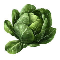 Obraz premium cabbage isolated on transparent background cabbage png