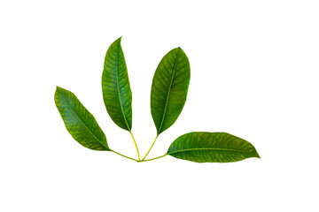 Green leaf isolated on transparent background png
